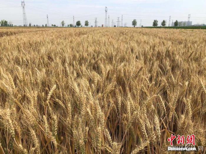 已经陆续成熟的小麦。 刘峰 摄