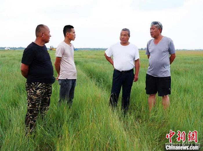 图为杜永滨查看羊草涨势。　胡建华 摄