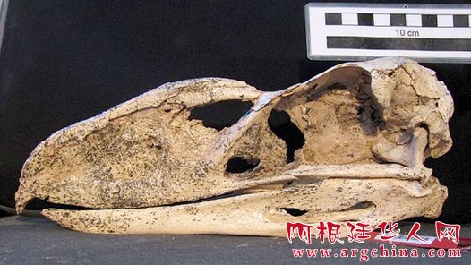 carnivora-encontrado-completo-Mar-Plata_CLAIMA20150410_0127_36.jpg