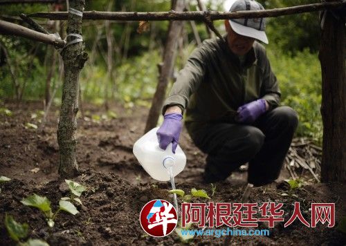 中国老人给菜浇水 中国老人给菜浇水