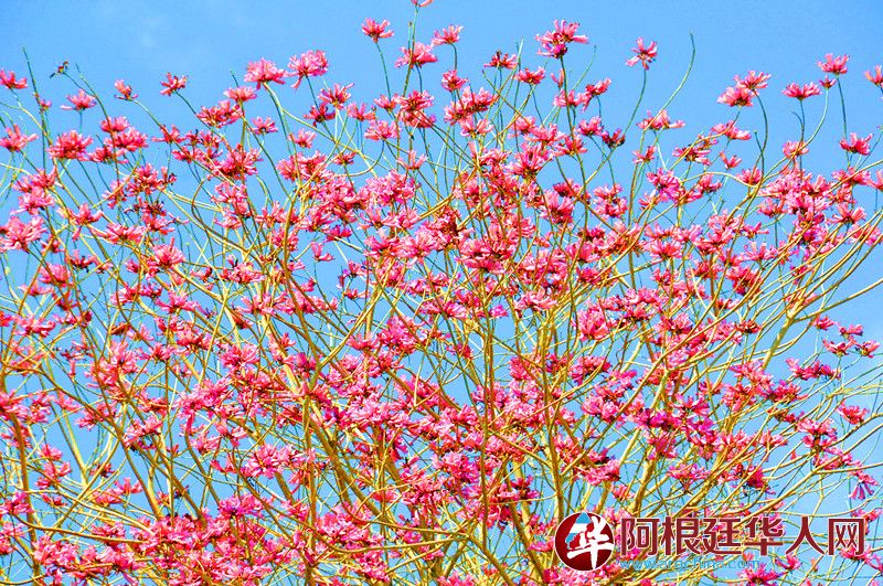 18布宜诺的春天.JPG