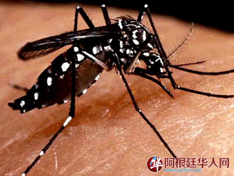 dengue.jpg