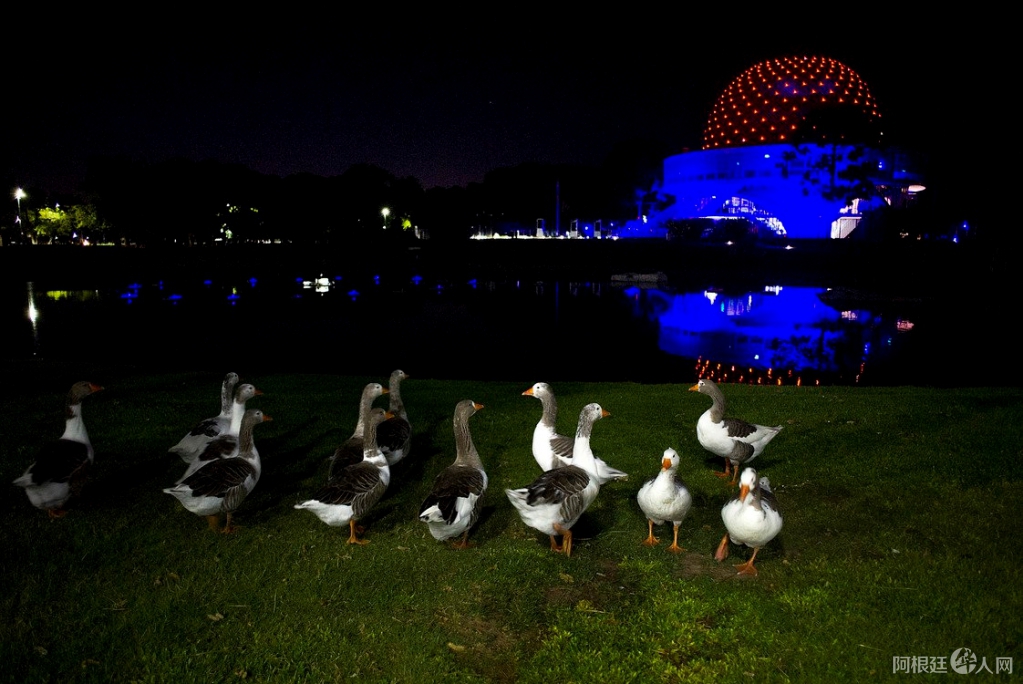 Los patos en los Bosques de Palermo