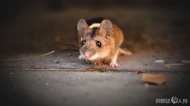 rata