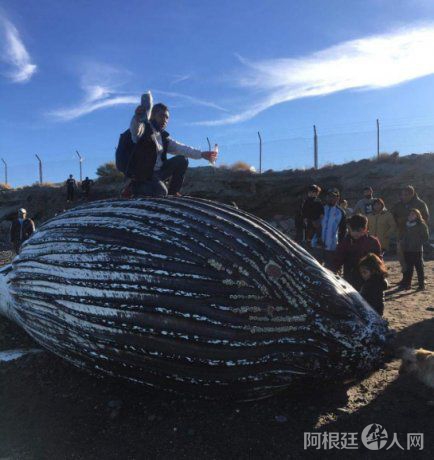 ballena-2png