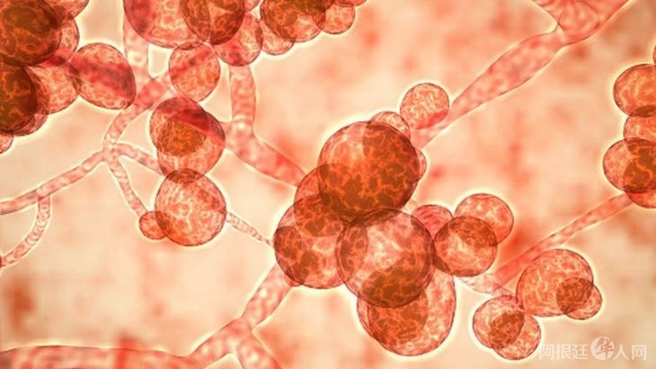 candida-auris-1jpg
