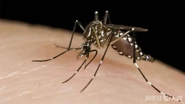 dengue