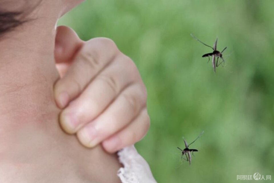 816910-mosquitos-20amba