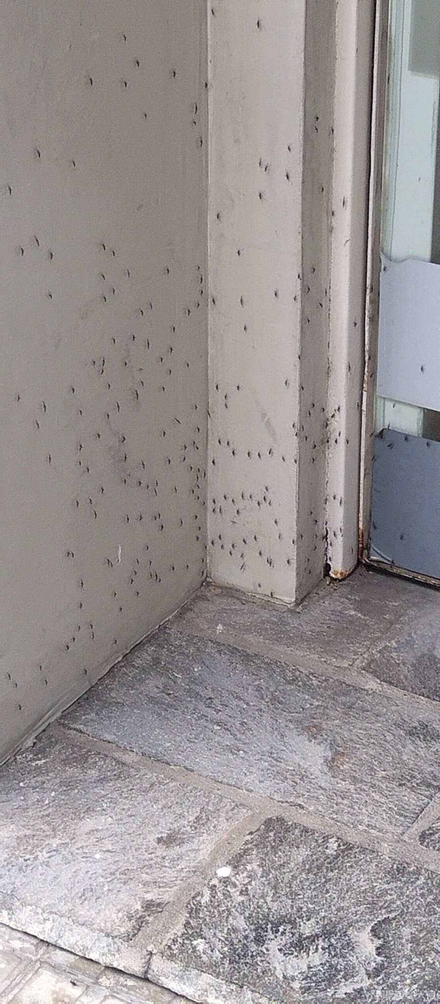 816910-mosquitos_0