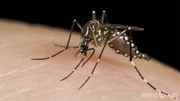 dengue-2