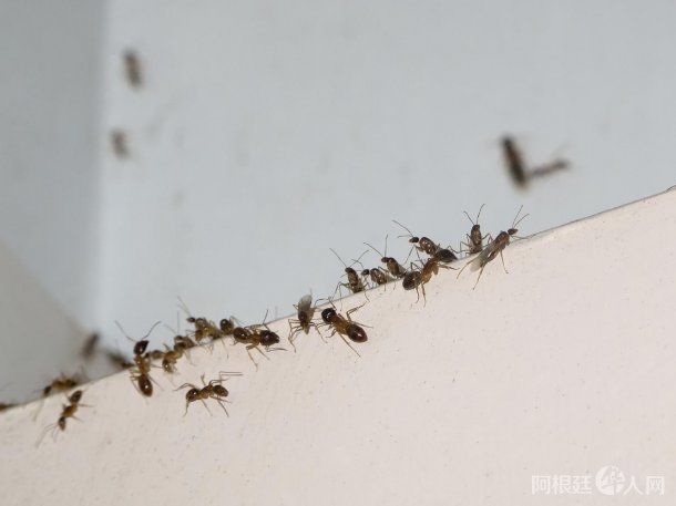 hormigas